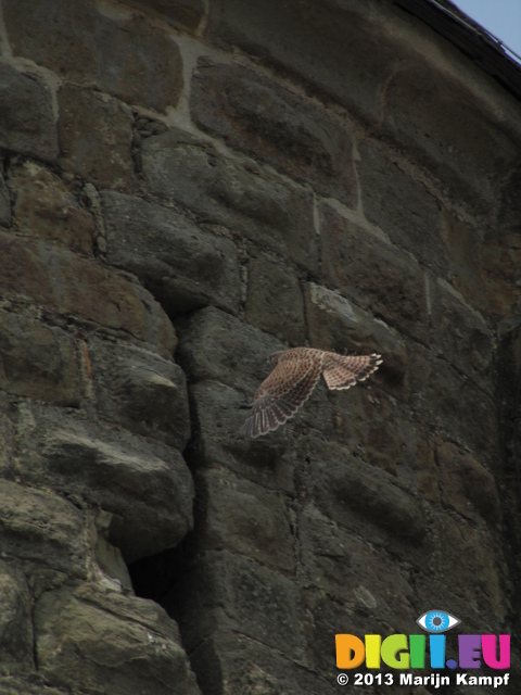 SX28451 Kestrel (Falco tinnunculus) flying past turret